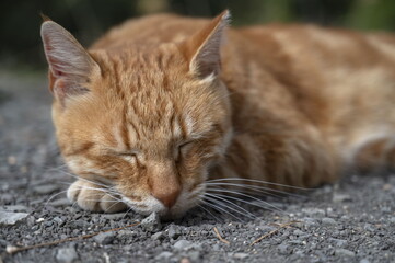 cat, animal, red, dry, dry grass, ground, nature, red tabby, red tabby cat, sitting, tabby, alone, background, beautiful, spotted, pet, kitten, feline, cute, kitty, mammal, portrait, eyes, eye, pets, 