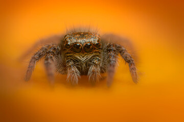 An aesthetically pleasing and impressive close-up photo of a spider. Spider species; Jumping spider. Natural background.