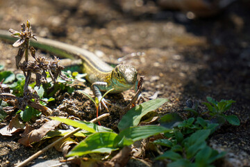 Cnemidophorus Lemniscatus