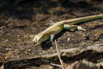 Cnemidophorus Lemniscatus