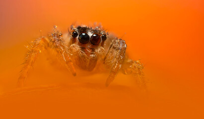 An aesthetically pleasing and impressive close-up photo of a spider. Spider species; Jumping spider. Natural background.