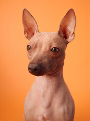 A joyful American Hairless Terrier dog sitting against an orange background, captured with a wide, playful smile.