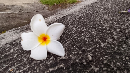Close-up of a single white plumeria (frangipani) flower with a yellow and orange center resting on a rough, textured pavement