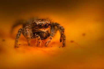 An aesthetically pleasing and impressive close-up photo of a spider. Spider species; Jumping spider. Natural background.