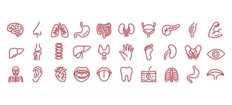 Medical organs line icon set. Vector pictograms of anatomy, body parts, kidney, bladder, pancreas, intestine, thyroid, pelvis, skeleton, joint, hand, nose, mouth, tongue, thin linear illustration.