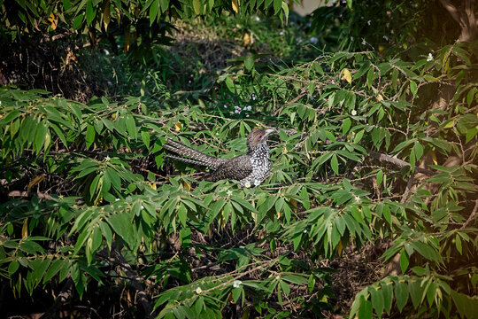 Asean Koel found in Ameenpur Lake