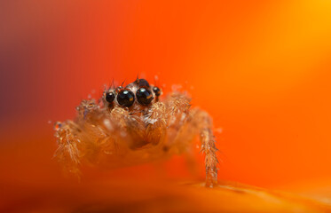 An aesthetically pleasing and impressive close-up photo of a spider. Spider species; Jumping spider. Natural background.