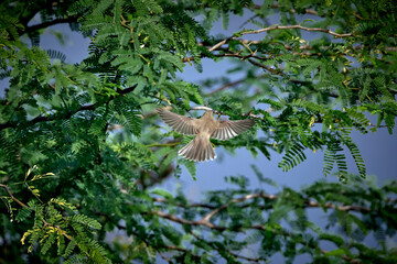 purple-rumped sunbird flying in the tree