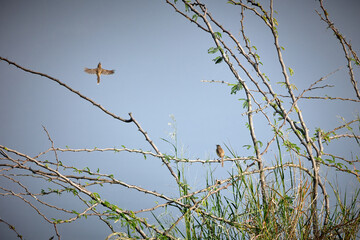 plain prinia found in Ameenpur lake