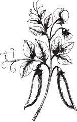 Detailed botanical illustration of a pea plant with pods and flowers silhouette
