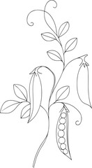 Detailed botanical illustration of a pea plant with pods and flowers silhouette