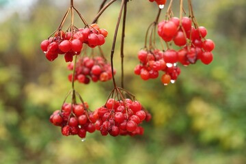 Red berries hanging on branches after rain in nature