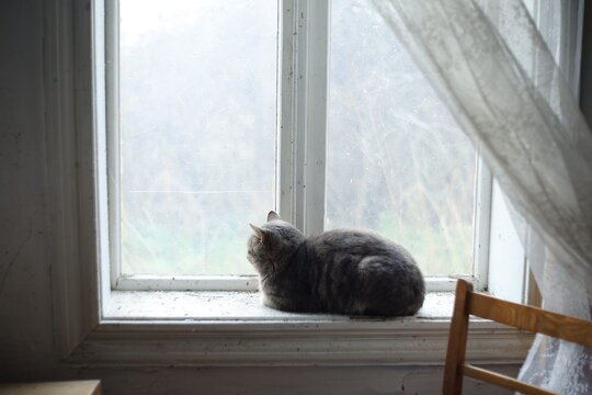 Cat resting on windowsill during a quiet afternoon