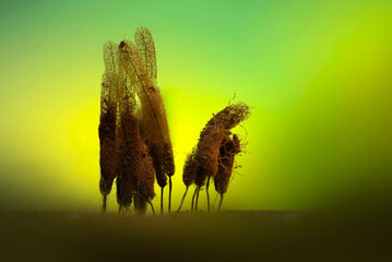 Slime molds. The smallest mushrooms in the world. Mysterious creatures of nature. Nature background. 