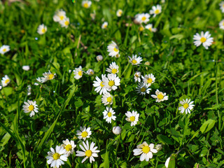 Fototapeta premium field of daisies