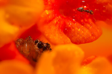 An aesthetically pleasing and impressive close-up photo of a spider. Spider species; Jumping spider. Natural background.