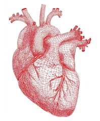 Simple cartoon human heart vector with red lines and thick outlines in front view on plain white, ideal for healthcare materials or educational diagrams on anatomy.
