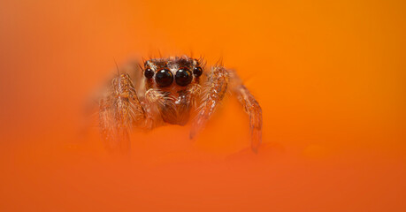 An aesthetically pleasing and impressive close-up photo of a spider. Spider species; Jumping spider. Natural background.