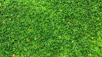 Fresh green grass texture background for natural spring and summer environment. Nature background.