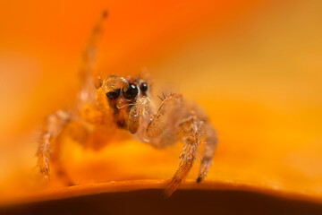 An aesthetically pleasing and impressive close-up photo of a spider. Spider species; Jumping spider. Natural background.