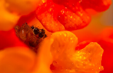 An aesthetically pleasing and impressive close-up photo of a spider. Spider species; Jumping spider. Natural background.