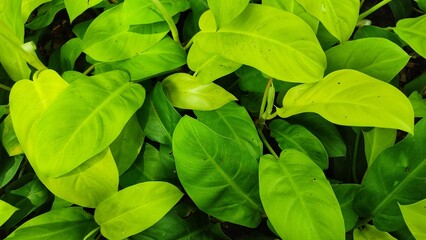 Close-up texture of fresh green leaves, a natural garden pattern of summer foliage and plant growth.