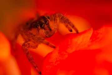 An aesthetically pleasing and impressive close-up photo of a spider. Spider species; Jumping spider. Natural background.