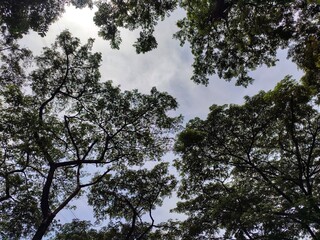 Tall green trees and lush leaves reach towards the vast blue sky with white clouds on a bright summer day in the forest.