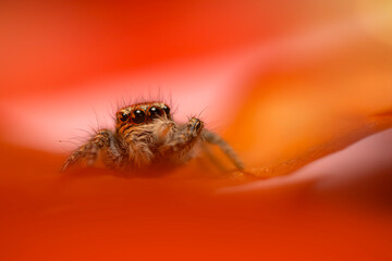 An aesthetically pleasing and impressive close-up photo of a spider. Spider species; Jumping spider. Natural background.
