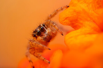 An aesthetically pleasing and impressive close-up photo of a spider. Spider species; Jumping spider. Natural background.