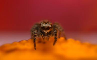 An aesthetically pleasing and impressive close-up photo of a spider. Spider species; Jumping spider. Natural background.