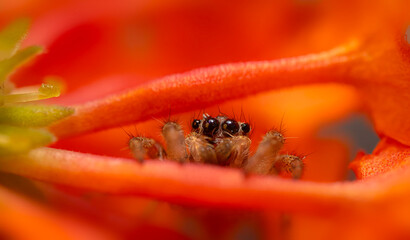 An aesthetically pleasing and impressive close-up photo of a spider. Spider species; Jumping spider. Natural background.