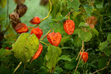 ほおずき（鬼灯、鬼燈、酸漿）