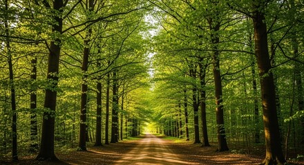 Obraz premium path in the forest