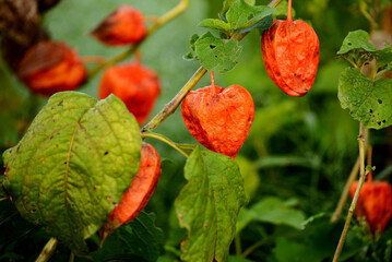 ほおずき（鬼灯、鬼燈、酸漿）