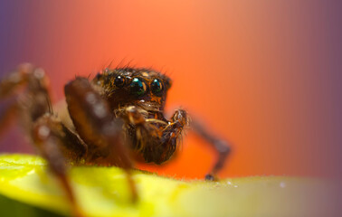 An aesthetically pleasing and impressive close-up photo of a spider. Spider species; Jumping spider. Natural background.