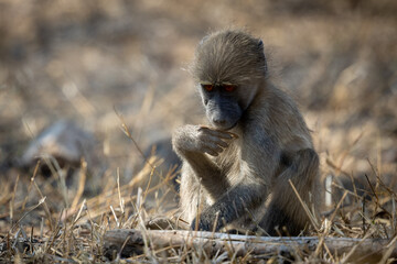 Baby Baboon sitting in the Kruger National Park