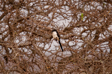 Fiscal shrike perched on thorny branches in dry savanna woodland, Tarangire National Park, Tanzania, East Africa.
