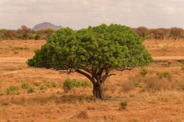 Fototapeta premium Kigelia africana tree standing in dry savanna landscape with distant hills, Tarangire National Park, Tanzania, East Africa.