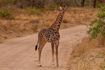Giraffe standing on a dirt road in dry savanna landscape during safari, Tarangire National Park, Tanzania, East Africa.