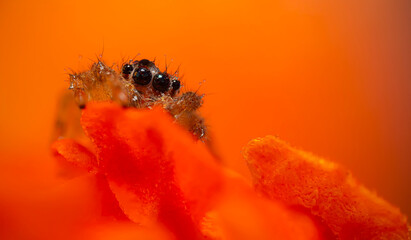 An aesthetically pleasing and impressive close-up photo of a spider. Spider species; Jumping spider. Natural background.