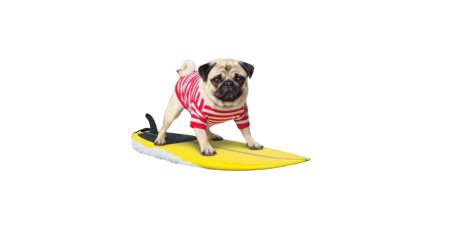 Pug dog wearing shirt surfing on yellow surfboard isolated PNG with Transparent Background