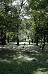 Organic photo outdoor urban green forest and grass park trees wood