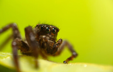 An aesthetically pleasing and impressive close-up photo of a spider. Spider species; Jumping spider. Natural background.