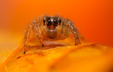 An aesthetically pleasing and impressive close-up photo of a spider. Spider species; Jumping spider. Natural background.