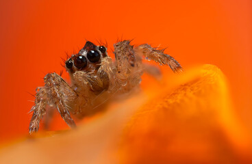 An aesthetically pleasing and impressive close-up photo of a spider. Spider species; Jumping spider. Natural background.