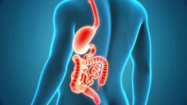 Understanding the human digestive system and its functions