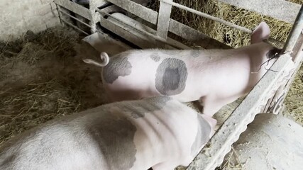 Pigs feeding in a barn, camera pans to reveal their playful interaction and surroundings
