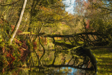 Fallen tree damage during autumn after Storm Claudia along the Leek branch of the Caldon canal inland waterway in Staffordshire, England, UK.
