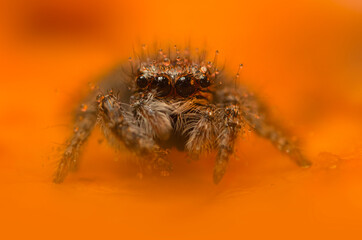 An aesthetically pleasing and impressive close-up photo of a spider. Spider species; Jumping spider. Natural background.
